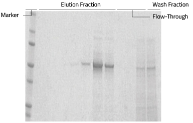 SMALP Western Blot of a purified membrane protein